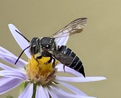 Coelioxys