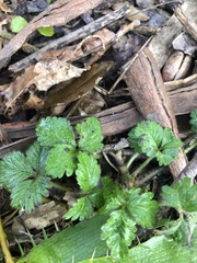 Potentilla indica