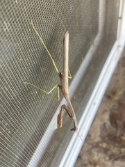 Stagmomantis carolina