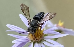 Coelioxys