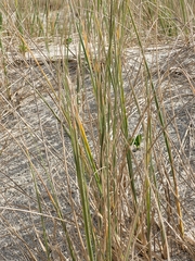 Ammophila arenaria
