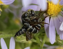 Coelioxys