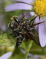 Coelioxys
