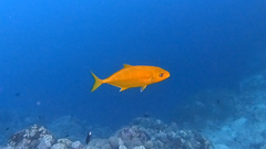 Flavocaranx bajad