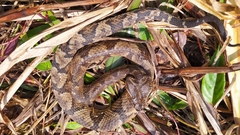 Bothrocophias microphthalmus