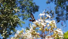 Parides proneus