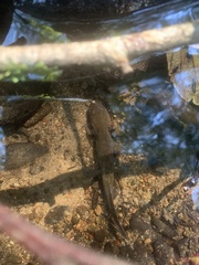Dicamptodon tenebrosus