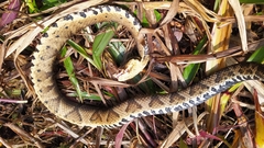 Bothrocophias microphthalmus