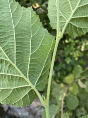Tilia platyphyllos