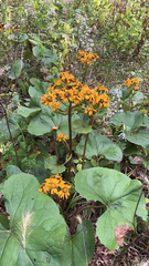 Ligularia