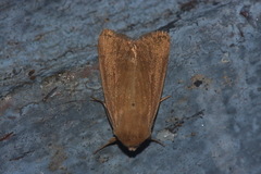 Mythimna sicula