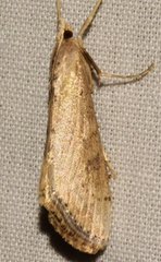 Evergestis isatidalis