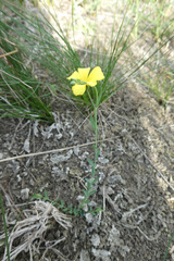 Linum maritimum