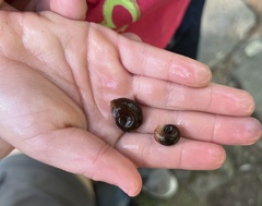 Planorbella trivolvis