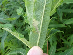 Mompha raschkiella