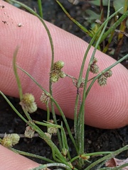 Cyperus subsquarrosus