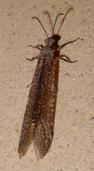 Purenleon inscriptus