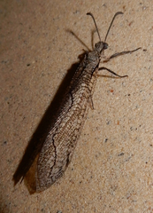 Purenleon inscriptus