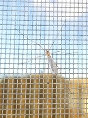 Limoniidae