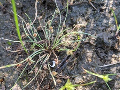 Cyperus subsquarrosus