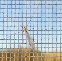 Limoniidae