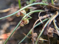 Cyperus subsquarrosus