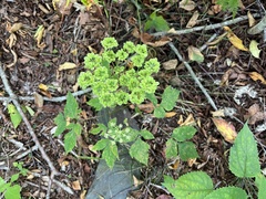 Angelica triquinata