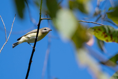 Vireo philadelphicus