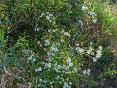 Boltonia asteroides