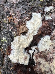 Phlebia centrifuga