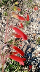 Penstemon barbatus