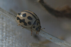 Tytthaspis sedecimpunctata