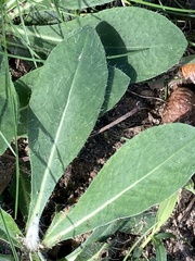 Pilosella officinarum