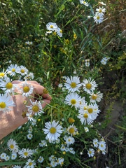 Boltonia asteroides