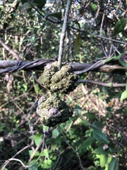 Ravenelia platensis