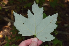 Acer rubrum drummondii
