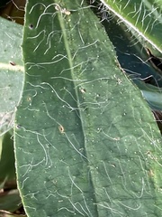 Pilosella officinarum