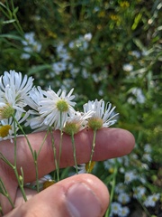Boltonia asteroides