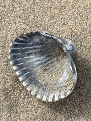 Acanthocardia tuberculata