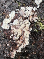 Phlebia centrifuga