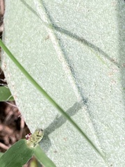 Pilosella officinarum