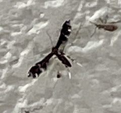 Pselnophorus japonicus