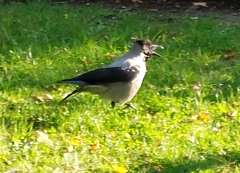 Corvus cornix