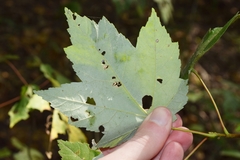 Acer rubrum drummondii
