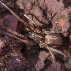 Xeropigo