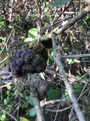 Ravenelia platensis