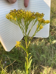 Solidago ohioensis