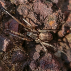 Xeropigo