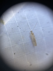 Hemerobius