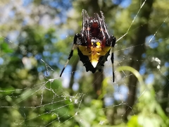Verrucosa